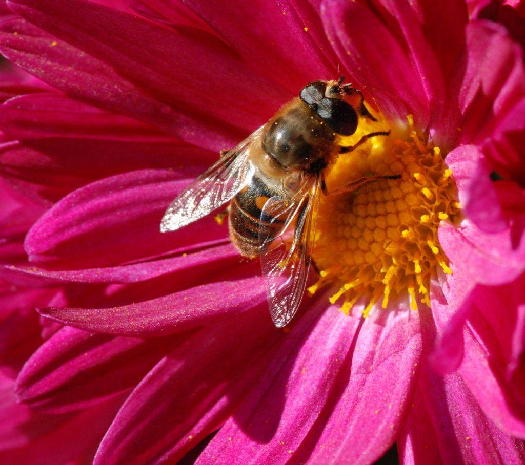 Syrphidae:  Eristalis tenax, maschio